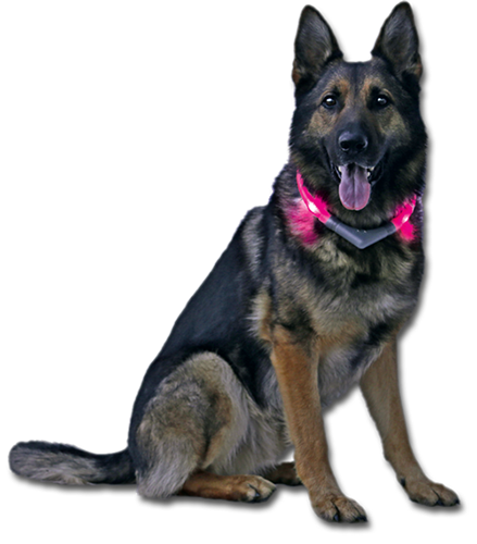 LED Leuchthalsband LEUCHTIE Easy Charge mit Schäferhund