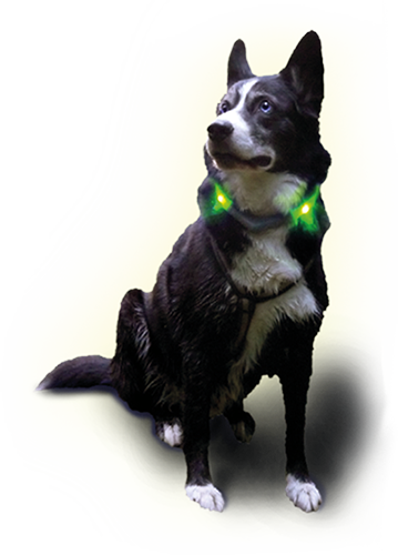 LED Leuchthalsband LEUCHTIE Plus mit Husky